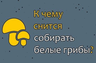 Що означає збирати білі гриби у сні — 40 значень