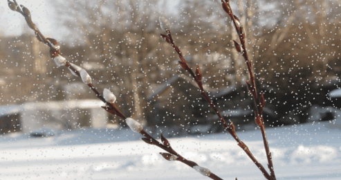 Як тлумачити сон про сніг навесні — 40 докладних значень Як тлумачити сон про сніг навесні — 40 докладних значень