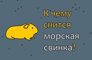 Що значить сон про морських свинках — 43 тлумачення по сонникам