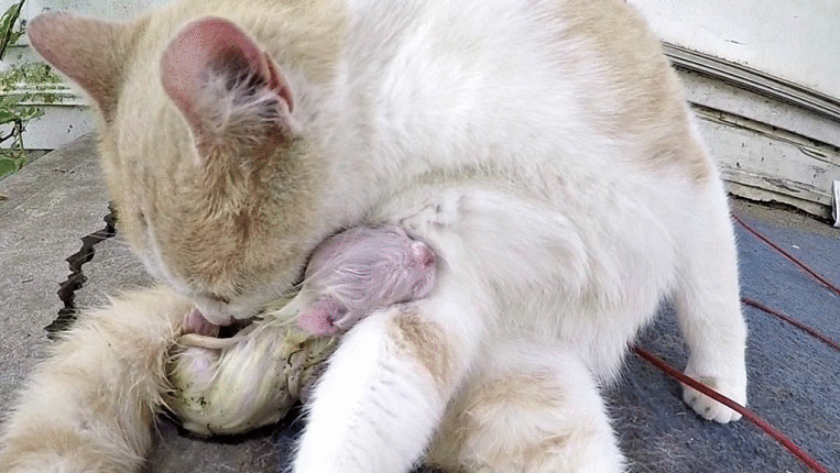 Що означає сон, в якому кішка народжує — 39 популярних тлумачень