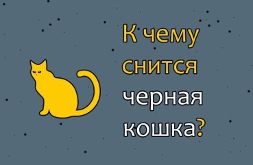 Що означає, коли сниться кішка чорного кольору — тлумачення по сонникам 42
