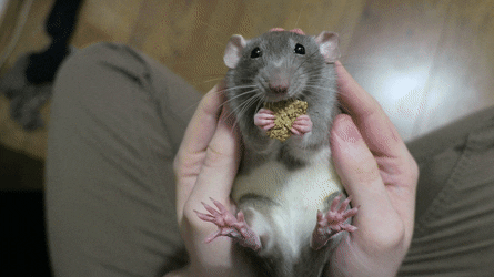 До чого сниться живий щур — тлумачення сну по сонникам 45