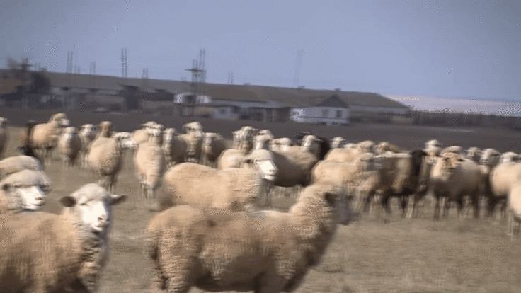 Як трактувати сон про овець — 40 значень