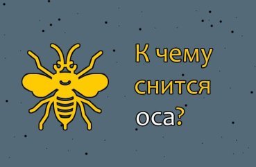 Як трактувати сон про осу — 32 різних значення