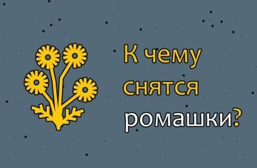 Як розшифрувати сон про ромашки — 37 значень