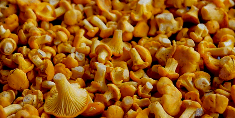 Як розшифрувати сон про гриби лисички — 38 значень