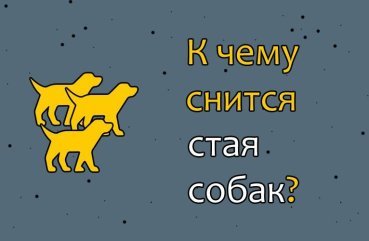 Як розшифрувати сон про зграї собак — 42 значення сновидіння