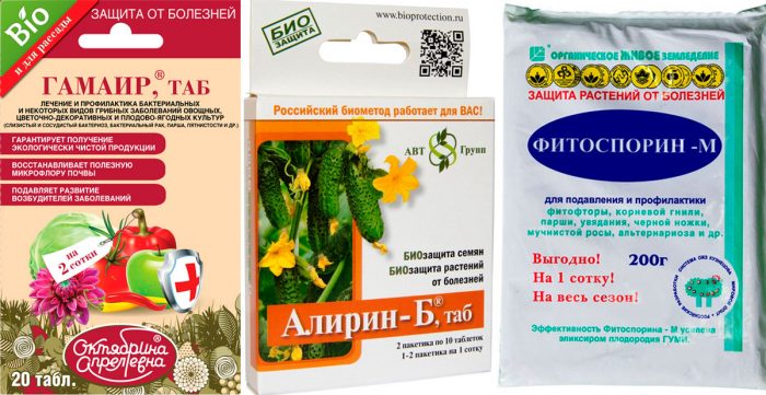 Несправжня борошниста роса: препарати, заходи боротьби на огірках та луці