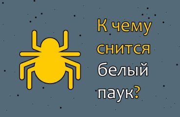 Як розшифрувати сон про білому павука — 43 значення