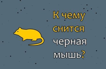 Як трактувати сон про чорну мишу — 42 значення
