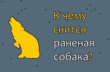 Як розшифрувати сон про поранену собаку — 41 значення сновидіння Як розшифрувати сон про поранену собаку — 41 значення сновидіння