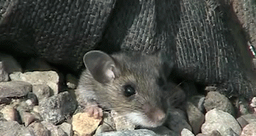 До чого сниться ловити мишей — 40 значень сновидіння