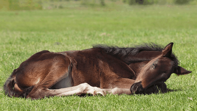 Як трактувати сон про мертвого коня — 42 точних значення