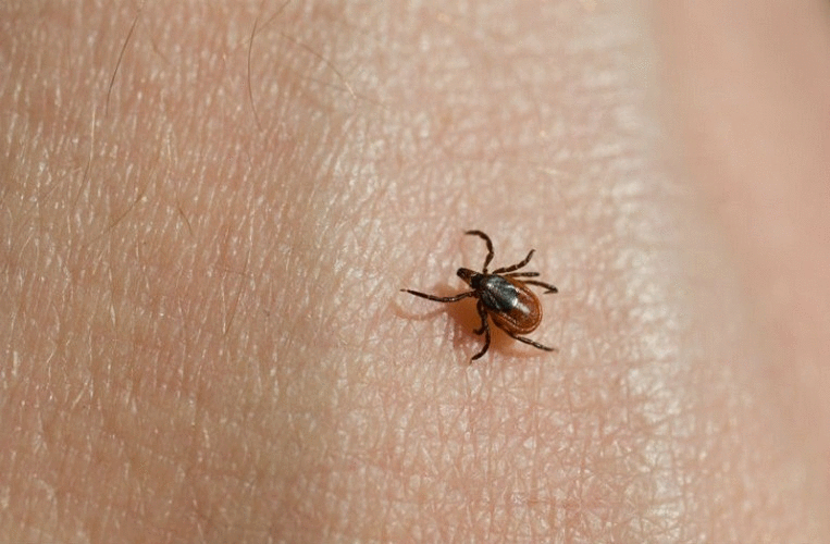 Тлумачення по 41 соннику про укус кліща на тілі