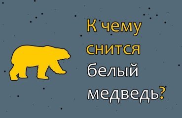 Як тлумачити сон про білого ведмедя — 44 значення