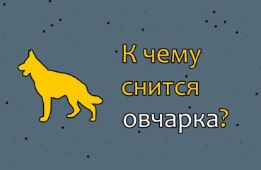 Що означає сон про вівчарку — значення по 40 сонникам