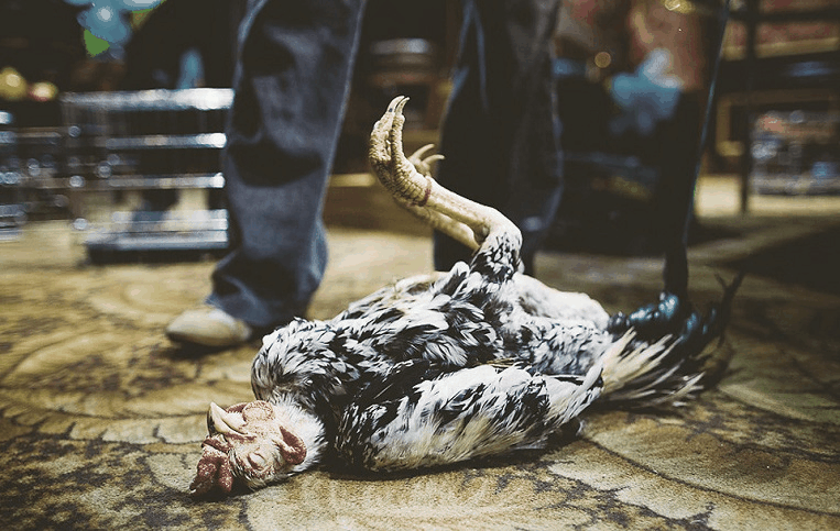 Що означає якщо сниться мертва курка — 36 значень за різними сонникам