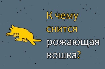 Що означає сон, в якому кішка народжує — 39 популярних тлумачень