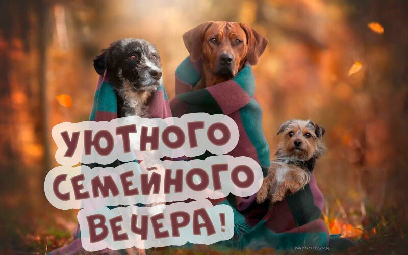 Картинки доброго вечора і настрою — прикольні листівки з написами