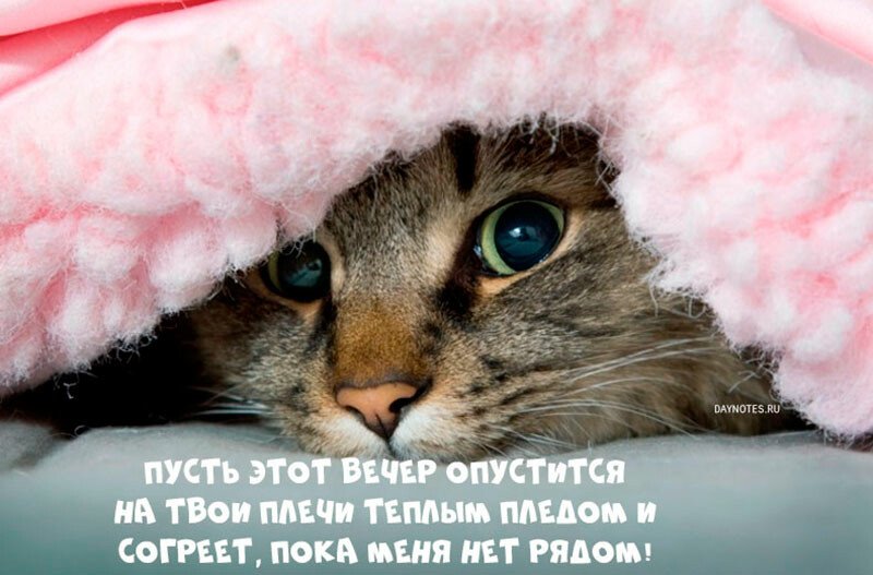 Картинки доброго вечора і настрою — прикольні листівки з написами
