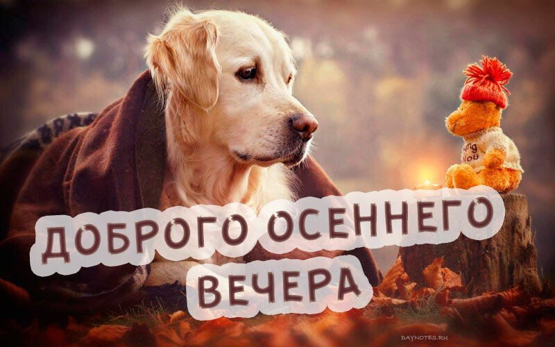 Картинки доброго вечора і настрою — прикольні листівки з написами