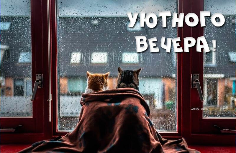 Картинки доброго вечора і настрою — прикольні листівки з написами