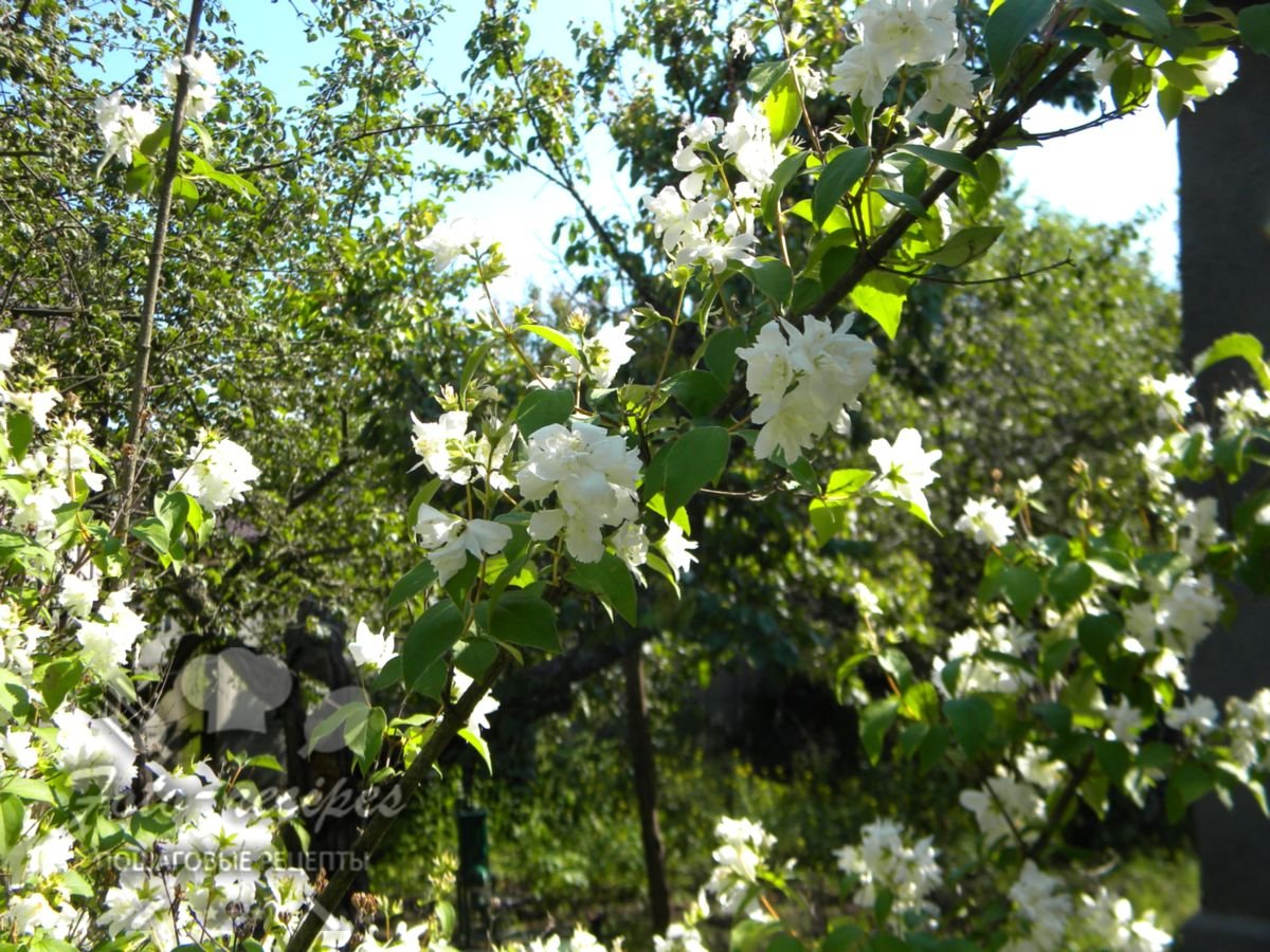 Як сушити жасмин для чаю в домашніх умовах