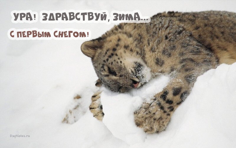 Листівки з першим снігом — красиві і прикольні