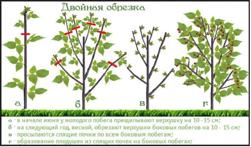 Обрізка малини восени для початківців в картинках покроково