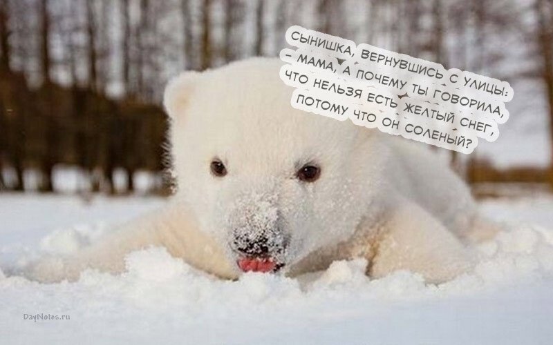 Листівки з першим снігом — красиві і прикольні Листівки з першим снігом — красиві і прикольні