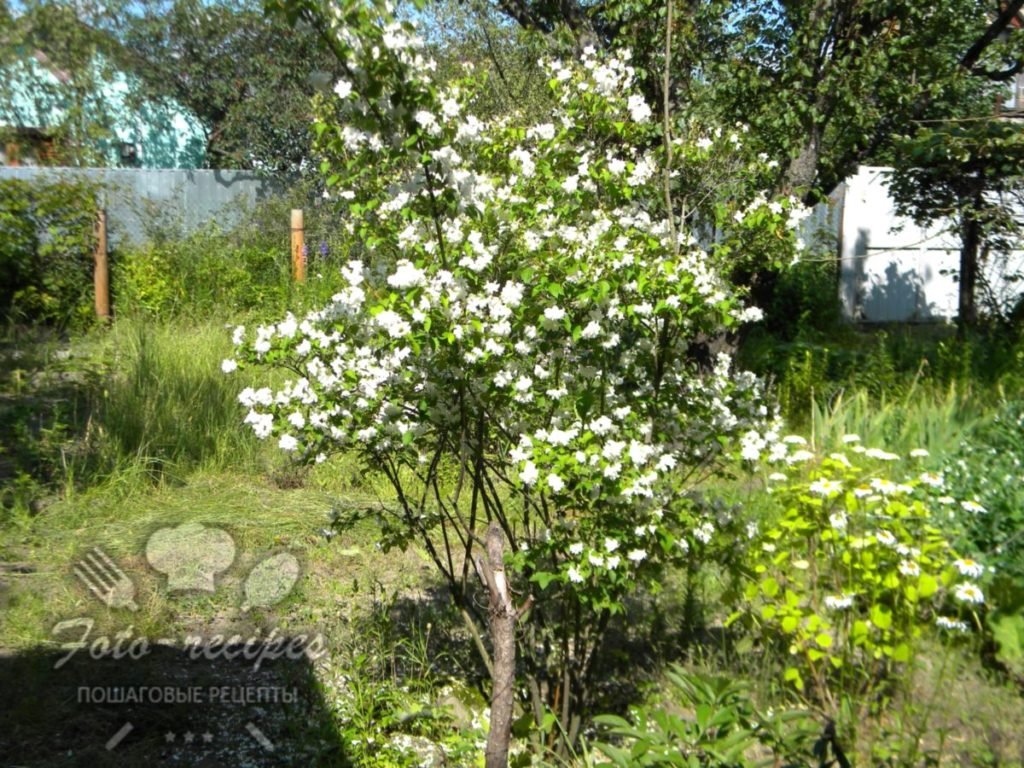 Як сушити жасмин для чаю в домашніх умовах