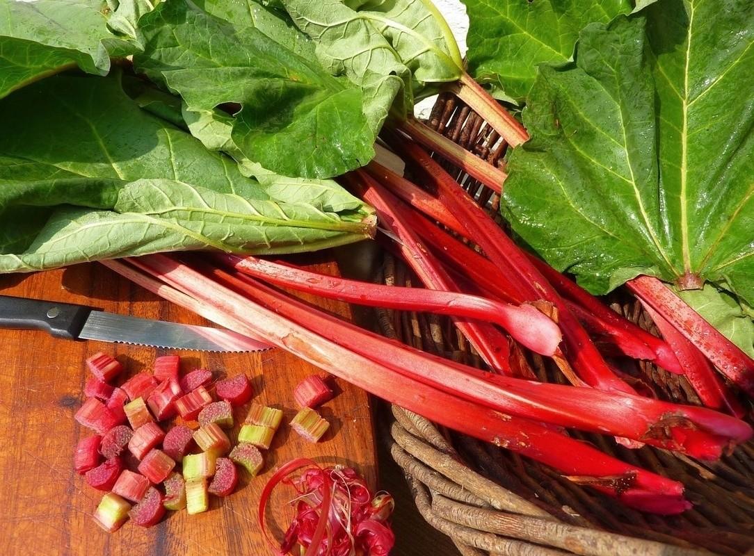 Ревінь   користь для організму, плюси і мінуси продукту, а також смачні рецепти