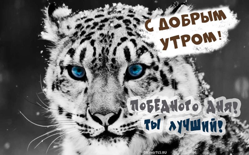 Листівки з добрим зимовим ранком, які можна скачати безкоштовно