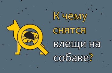 Як розшифрувати сон про кліщів на собаці — 10 точних значень Як розшифрувати сон про кліщів на собаці — 10 точних значень