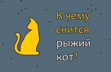 Як правильно трактувати сон про рудого кота — 30 значень Як правильно трактувати сон про рудого кота — 30 значень