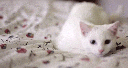 Що означає сновидіння про білу кішку — розшифровки по 42 популярним сонникам