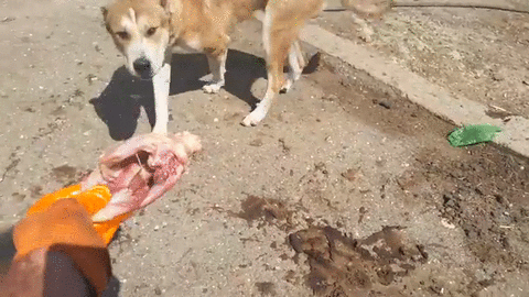 Що значить сон про годування собаки — 38 трактувань