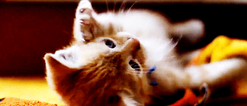 Що означає якщо сниться руде кошеня — 42 точних тлумачення