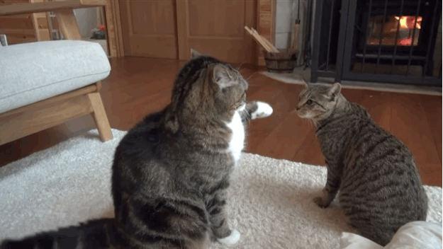 Як розшифрувати сон про забіяк кішок — 42 точних значення