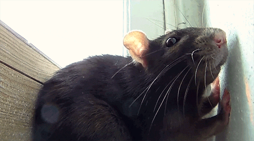 Що означає сон про чорного щура — 42 трактування різними сонникам