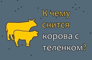 Як правильно трактувати сновидіння про корову з телям — 40 тлумачень