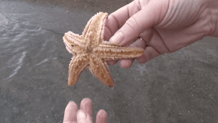 Що означає сон про морську зірку — 42 значення