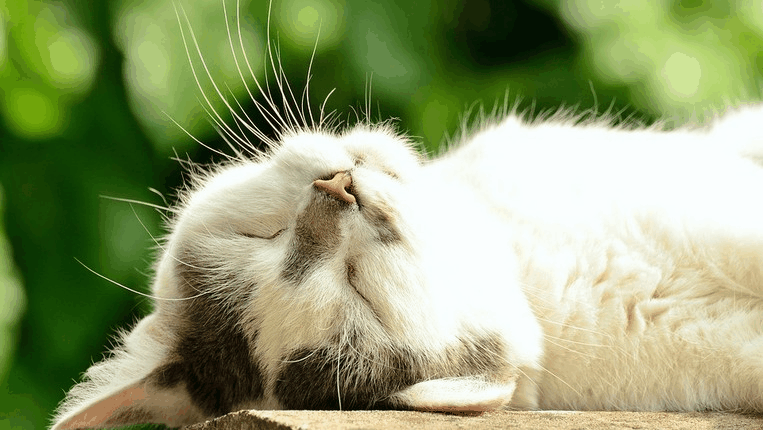 Як трактувати сновидіння про мертву кішку — 42 різних значення