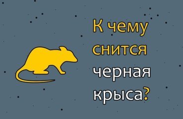 Що означає сон про чорного щура — 42 трактування різними сонникам
