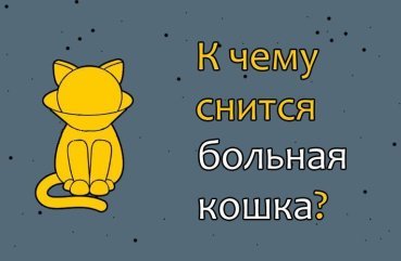 Як трактувати сон про хвору кішку — 43 значення сновидіння