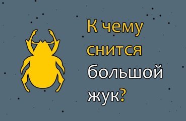 Як трактувати сон про великого жука — 36 значень Як трактувати сон про великого жука — 36 значень