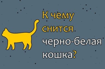 Як трактувати сон про чорно білу кішку — 10 точних значень Як трактувати сон про чорно білу кішку — 10 точних значень