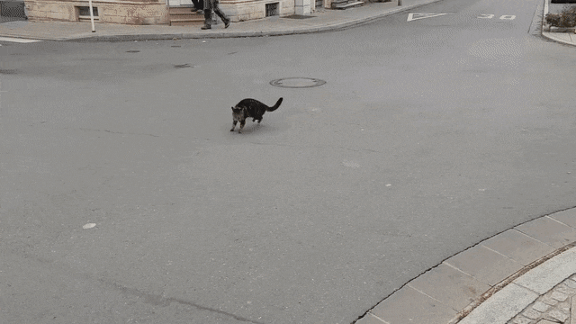 Як трактувати сон про щурів і кішок — 25 значень