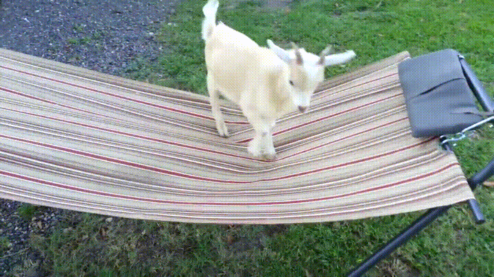 Що значить сон про козла з рогами — 40 тлумачень