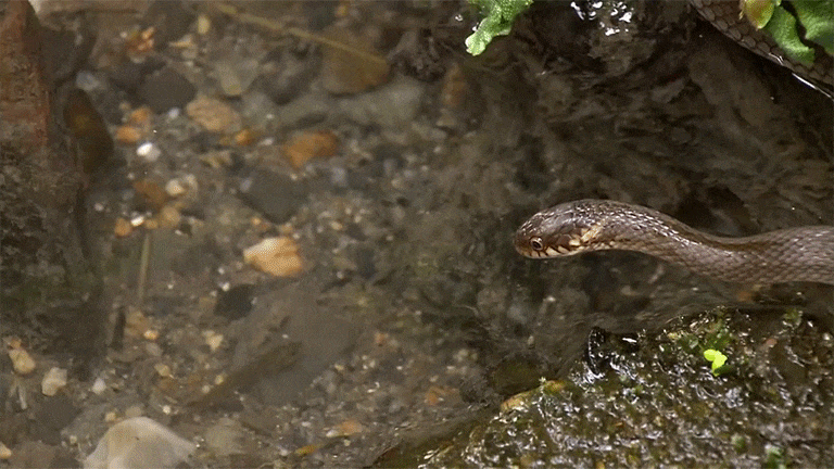 Що означає сон про змій у воді — 40 тлумачень Що означає сон про змій у воді — 40 тлумачень